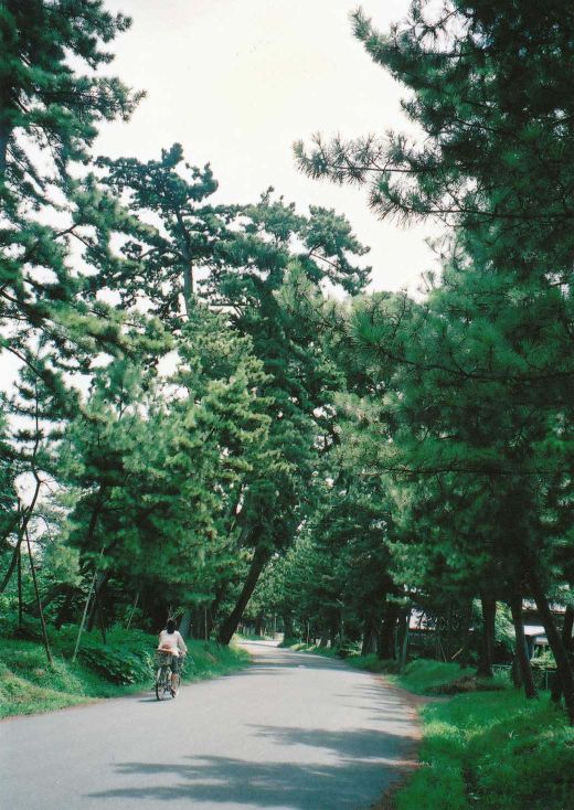旧東海道御油の松並木